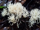 Ramariopsis kunzei image