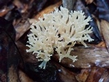 Ramariopsis kunzei image