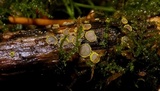 Belonidium sulphureum image