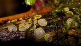 Belonidium sulphureum image