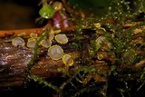 Belonidium sulphureum image
