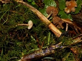 Belonidium sulphureum image