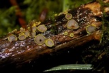 Belonidium sulphureum image