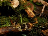 Belonidium sulphureum image