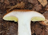 Boletus chippewaensis image