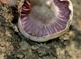 Laccaria ochropurpurea image