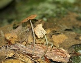 Gymnopus subnudus image