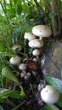 Pholiota gummosa image