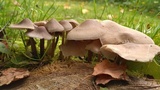 Mycena galericulata image