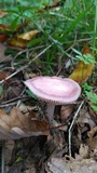 Mycena pura image