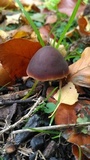 Macrocystidia cucumis image