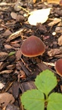 Macrocystidia cucumis image