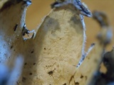 Geastrum coronatum image