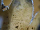 Geastrum coronatum image