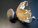 Geastrum coronatum image