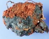 Byssocorticium atrovirens image