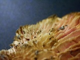 Hypomyces aurantius image