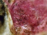 Hypomyces aurantius image