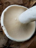 Lactarius piperatus image