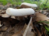 Lactarius piperatus image