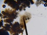 Hypomyces aurantius image