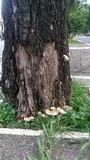 Ganoderma parvulum image