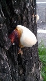 Ganoderma parvulum image