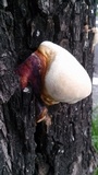 Ganoderma parvulum image