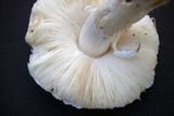 Leucoagaricus barssii image