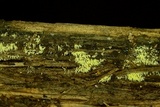 Mucronella calva image