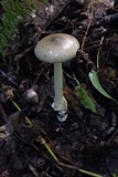 Amanita subnigra image