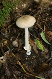 Amanita subnigra image