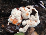 Abortiporus biennis image