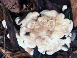 Abortiporus biennis image