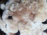 Abortiporus biennis image