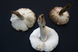 Leucoagaricus barssii image
