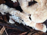 Abortiporus biennis image