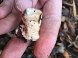 Abortiporus biennis image