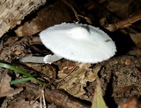 Leucocoprinus cepistipes image