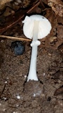Leucocoprinus cepistipes image