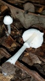 Leucocoprinus cepistipes image