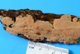Rigidoporus crocatus image