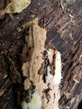 Rigidoporus crocatus image