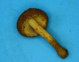 Flammulaster erinaceellus image
