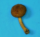 Flammulaster erinaceellus image