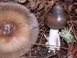Amanita pachycolea image