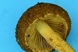 Flammulaster erinaceellus image