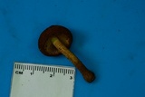Flammulaster erinaceellus image