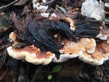 Abortiporus biennis image