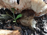 Abortiporus biennis image